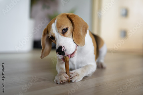 Dog chewing a bone indoors. Beagle dog lying on the floor and eating rawhide bone for dogs