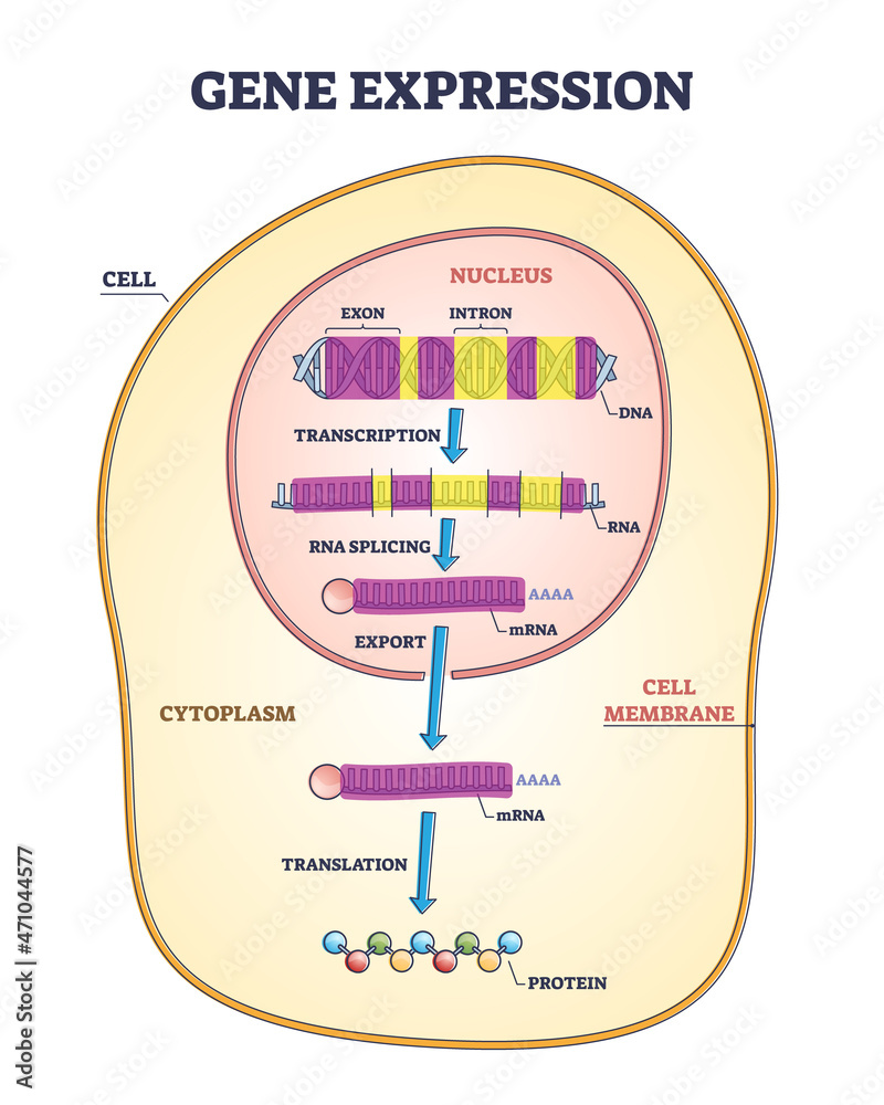 Gene Expression Stages With Transcription Rna Splicing And Export To