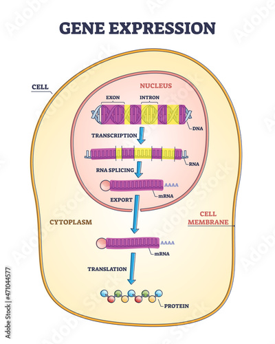 Gene expression stages with transcription, RNA splicing and export to translation outline diagram. Labeled educational cellular genetic process with nucleus DNA exon and intron vector illustration. photo