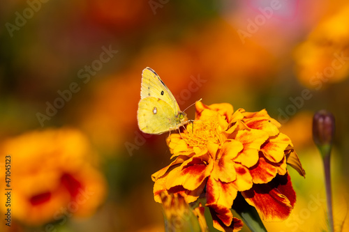 Colias erate sit on the flower and grass, summer and spring scene. 
eastern pale clouded yellow butterfly