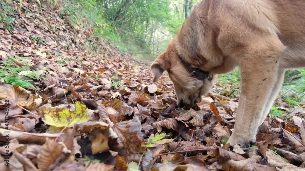 Mastiff dog in the forest playing with the fallen leaves of the trees in autumn Mastiff dog in the forest playing with the fallen leaves of the trees in autumn