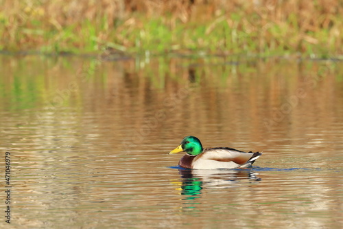 Mallard duck on the water