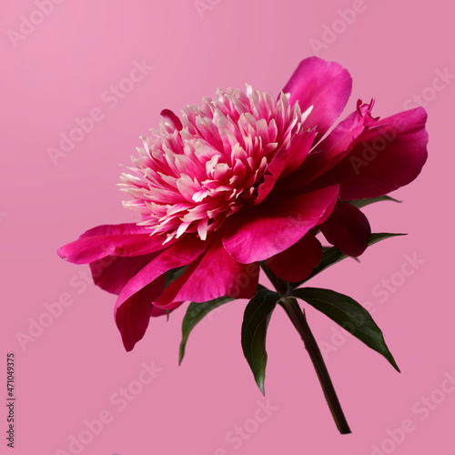 Dark pink peony flower isolated on pink background.