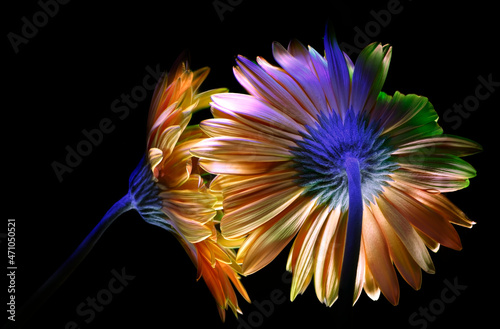 Two orange gerbera flowers in profile and full face, painted with multi-colored light, on a black background
