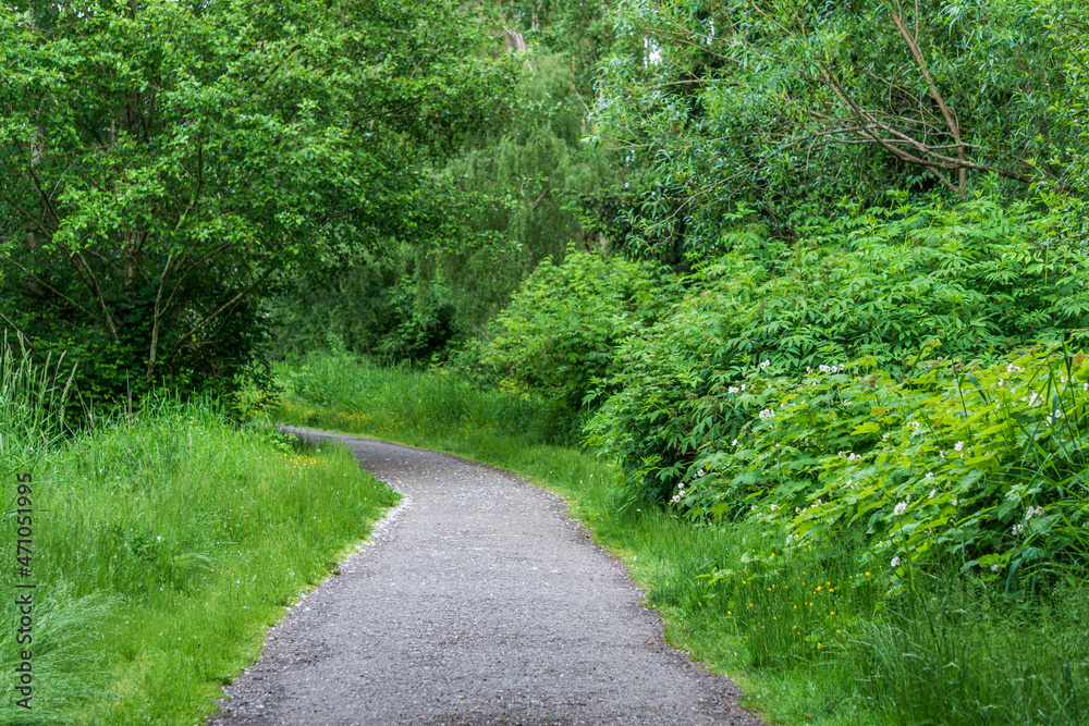 Fototapeta premium walking pathway in a green forest park sunny spring day