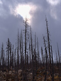 Sparse landscape with forest of bare, dead trees near Medicine Lake in Jasper National Park, Alberta, Canada after wildfire with sun breaking through.
