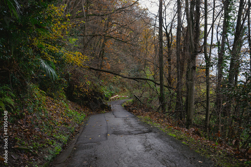 Tcino,ascona,locarno,bellinzona,lugano,mendrisiotto, From the palms to the glaciers. The Lake Maggiore area, and its surrounding valleys, will amaze you with its variety. A mild climate,exotic flora photo