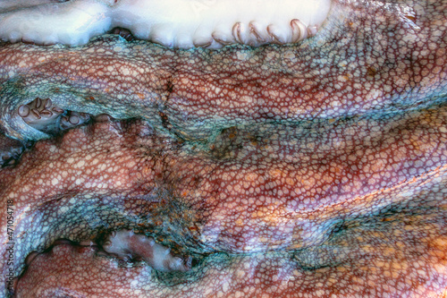 The texture of the wet skin of a large octopus. Bright abstract background