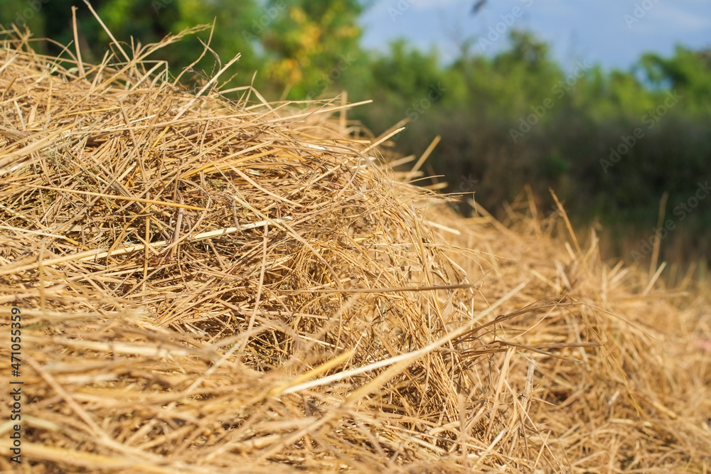 Yellow dry heap of rice straw in rice fields after harvest close-up. Yellow dry heap of rice straw in rice fields after harvest close-up.