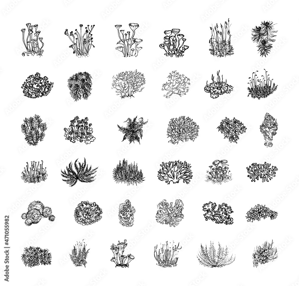 Collection of monochrome illustrations with moss in sketch style. Hand drawings in art ink style. Black and white graphics.