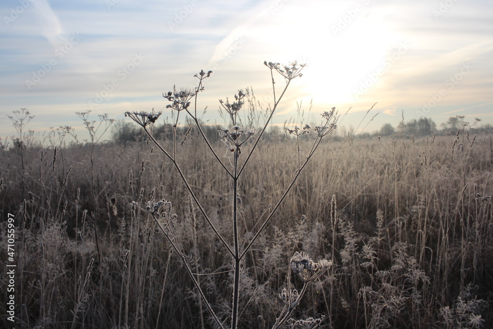 Obraz premium frost from snow on grass branches in autumn