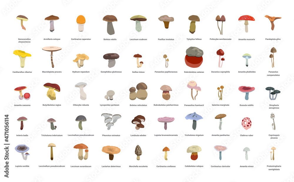 Collection of realistic mushrooms with names. Collection of realistic mushrooms with names.