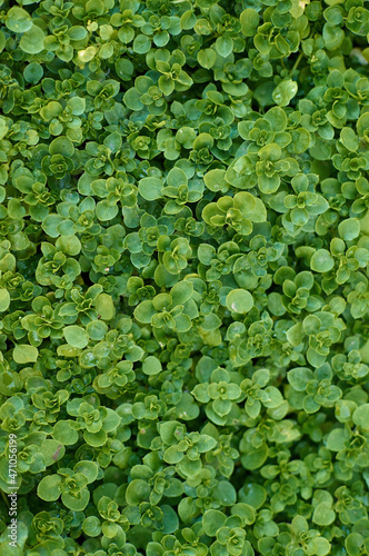 Green grass field background, nature texture ground cover