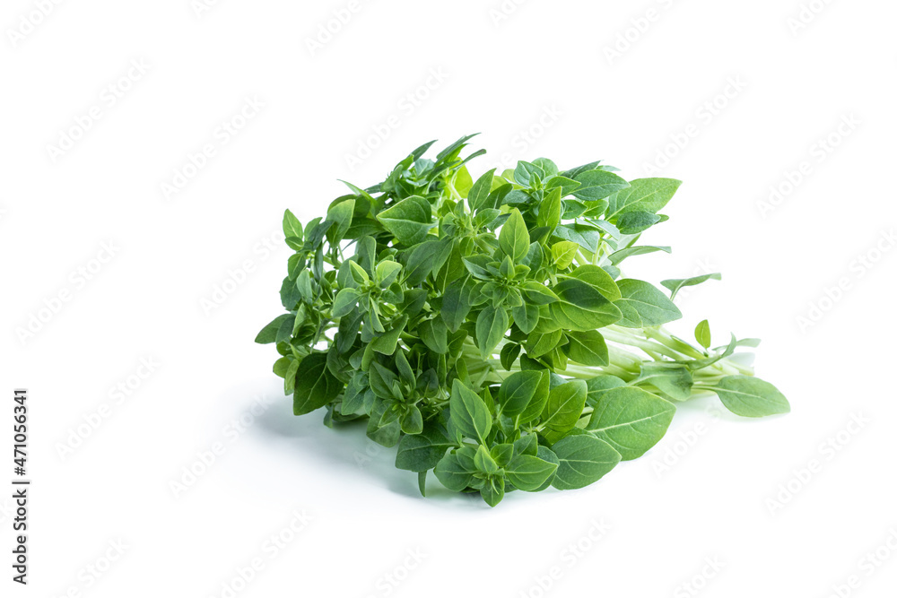 Fresh Greek basil herbs bunch isolated on white Fresh Greek basil herbs bunch isolated on white