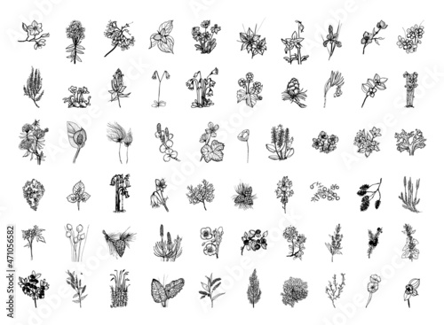 Collection of monochrome illustrations of nordic plants in sketch style. Hand drawings in art ink style. Black and white graphics. © Malika