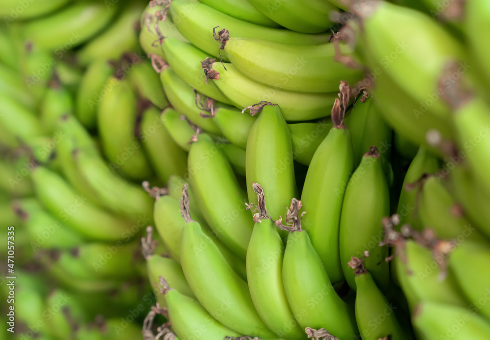 Large bunch of fresh green bananas. Natural fruits. Close-up.
