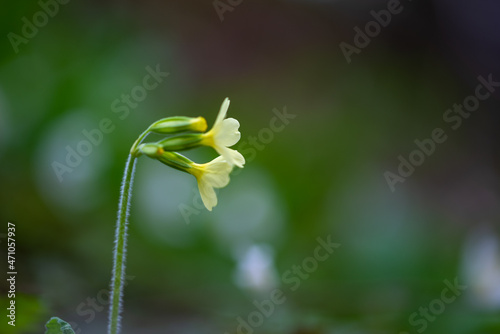 Żółty kwiat łąkowy rosnący w Polsce kwitnący na wiosnę Primula veris czyli pierwiosnek lekarski. 