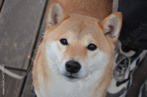 portrait of a dog