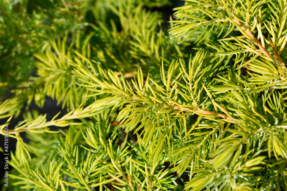 Shore Juniper Allgold Shore Juniper Allgold