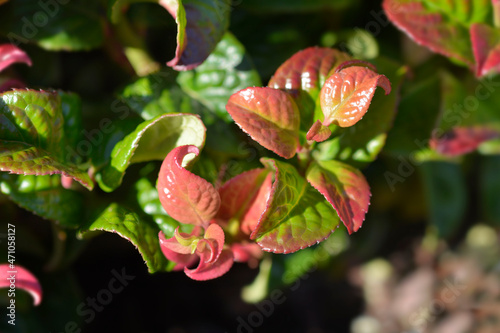 Coastal Dog Hobble Curly Red photo