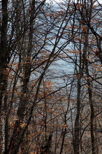 Deciduous trees in autumn. Nature background.