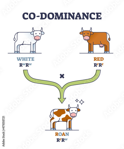 Co-dominance as alleles heterozygote expression inheritance outline diagram. Labeled educational genetic example with white or red parent cows and roan offspring outcome potential vector illustration.