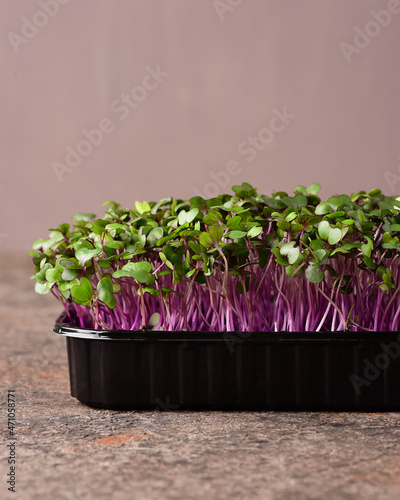 Red cabbage microgreens on a dark background.