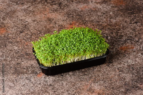 Cressalad microgreens on a dark background.