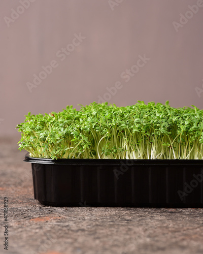 Cressalad microgreens on a dark background.