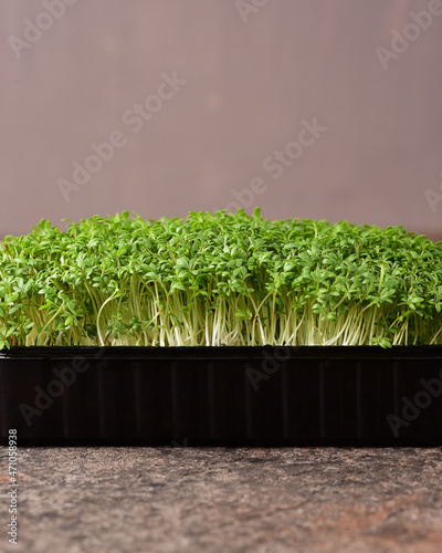 Cressalad microgreens on a dark background.