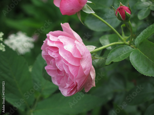 Fototapeta Naklejka Na Ścianę i Meble -  luxurious pink roses bloom in the garden in summer