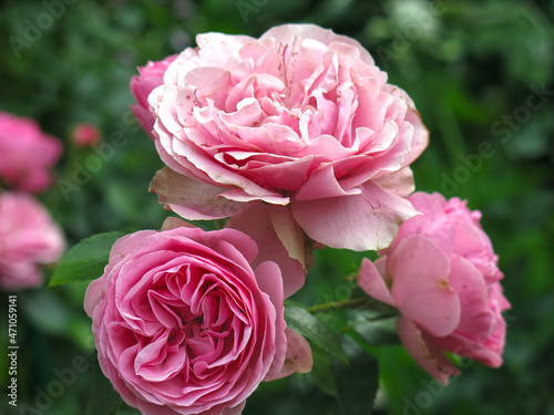 luxurious pink roses bloom in the garden in summer