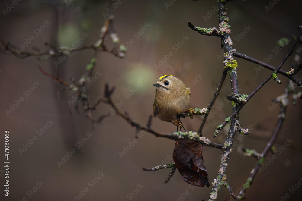 Single small Goldcrest bird sitting on tree branch Single small Goldcrest bird sitting on tree branch