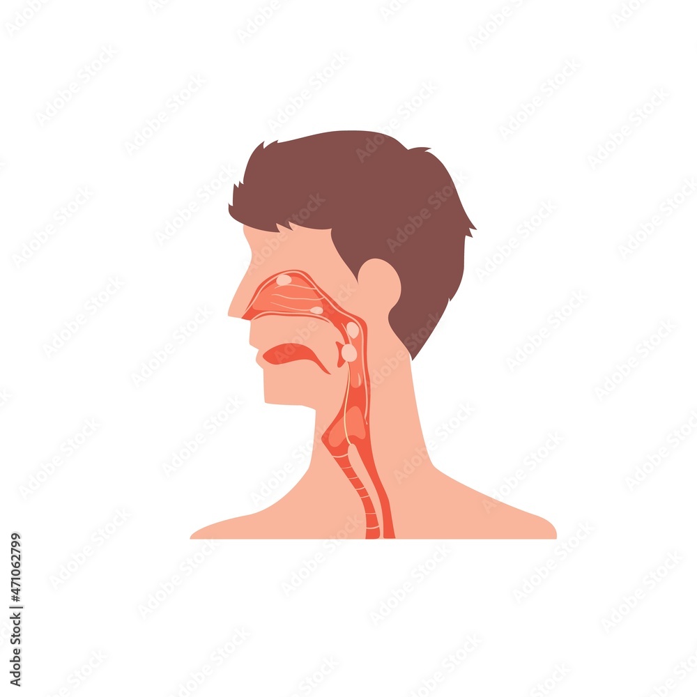 Cartoon flat respiratory system isolated on empty background-health care,human anatomy internal organ diseases,medical treatment and therapy,educational material concept,web site banner ad design
