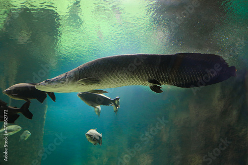 Fish under water. Arapaima fish - Pirarucu Arapaima gigas one largest freshwater fish. Fish in the aquarium behind glass. 