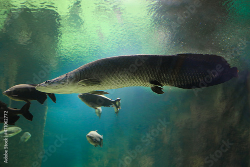 Fish under water. Arapaima fish - Pirarucu Arapaima gigas one largest freshwater fish. Fish in the aquarium behind glass.	