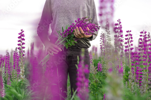 Fototapeta Naklejka Na Ścianę i Meble -  Woman in a field of violet lupine flovers(Lupinus polyphyllus) with a bouquet in her hands.