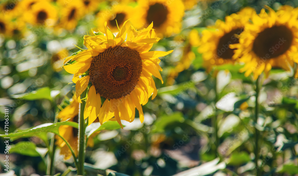 Fototapeta premium The sunflower field blooms in summer. Selective focus.