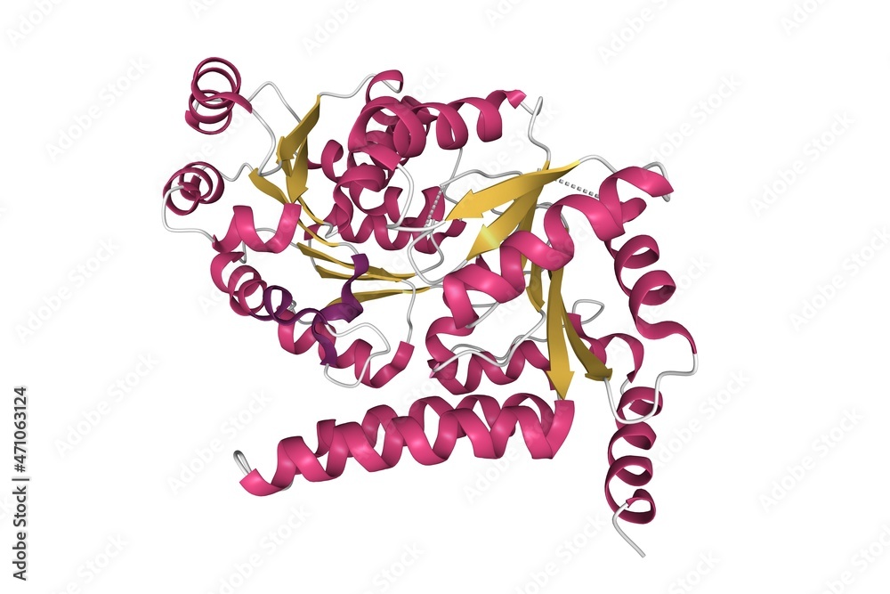 Structure of human RECQL5 helicase APO form. 3D cartoon model, secondary structure color scheme, PDB 5lb8, white background