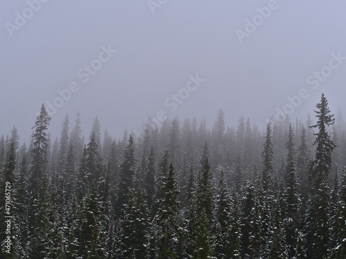 Mystic landscape with snow-covered coniferous forest with the silhouettes of trees disappearing in thick fog in Jasper National Park, Alberta, Canada.