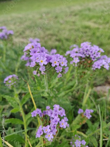 flowers in the garden