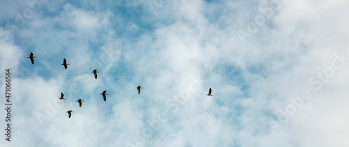 Tela birds in sky