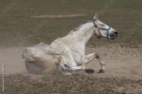 Fotografija White Horse playfull