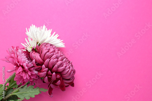 Fototapeta Naklejka Na Ścianę i Meble -  A minimalistic bouquet of burgundy and white chrysanthemums in full bloom on a pink background. Copy spase. Flat lay.