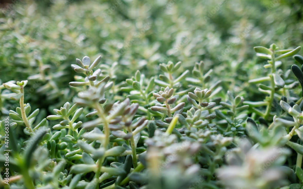 Jelly beans sedum cactus or Sedum pachyphyllum in botanic garden Jelly beans sedum cactus or Sedum pachyphyllum in botanic garden