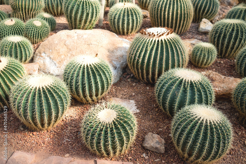Golden Barrel Cactus or Echinocactus grusonii in botanic garden Golden Barrel Cactus or Echinocactus grusonii in botanic garden