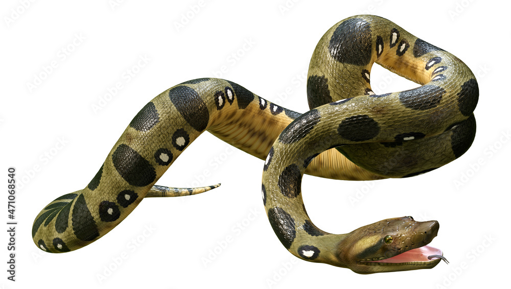 Fototapeta premium 3D Rendering Green Anaconda on White