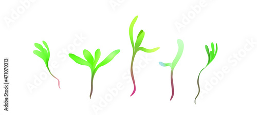 Line drawn barley micro greens. Vector illustration in line style