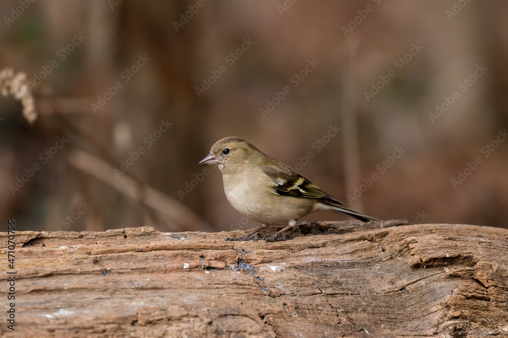 The female finch, Fringilla coelebs, a bird in its natural habitat, poses very nicely on a tree limb. A very popular forest and city bird