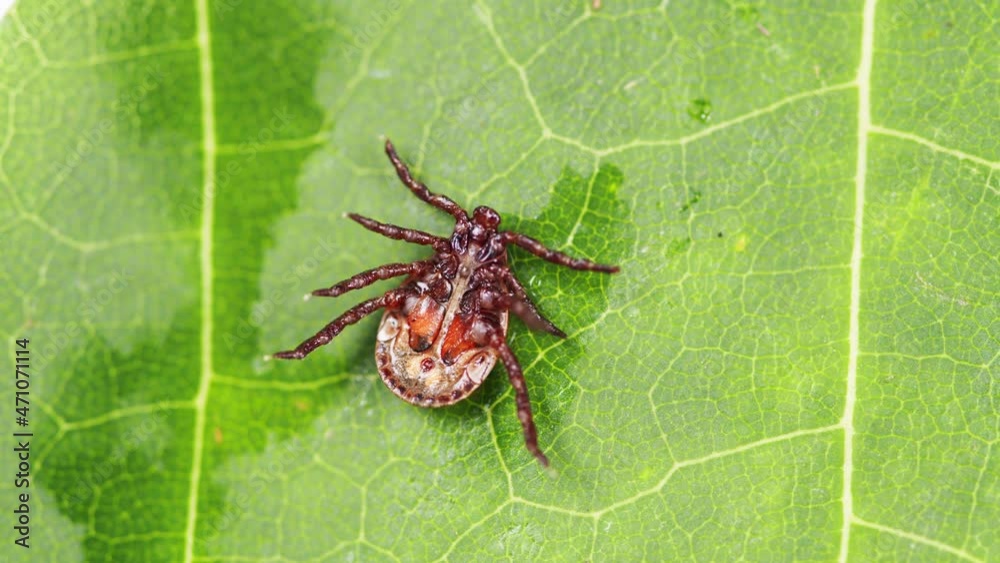 Tick parasitic arachnid blood-sucking carrier of various diseases ...